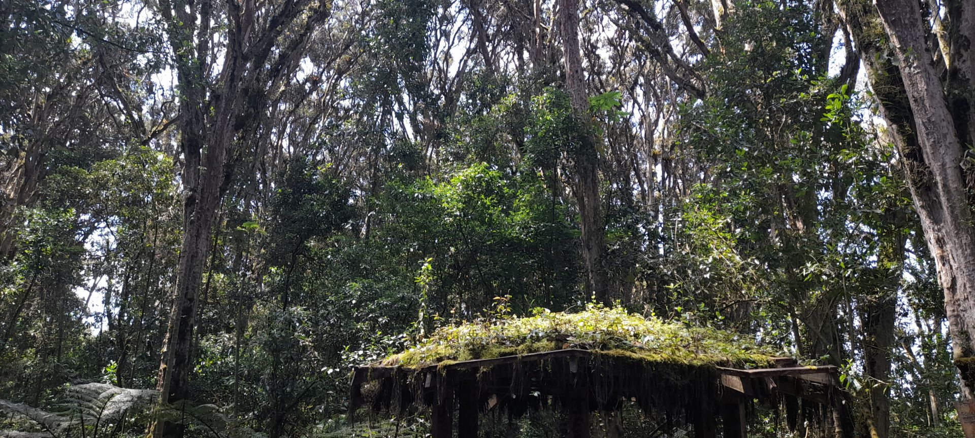 Bosque de los Arrayanes